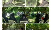 برگزاری «روز انتقال یافته‌ها» برای کنترل کنه گالی آلو در میاندوآب