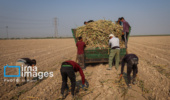 پسماندهای نیشکر خوزستان؛ راهکاری برای کاهش هزینه خوراک دام