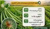 پخش برنامه «استودیو کشاورز» با محوریت راهکارهای نوین شناسایی و مدیریت کنه تارتن در مزارع لوبیا