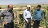 بازدید میدانی محقق مرکز شاهرود از مزارع خربزه منطقه بیارجمند در قالب طرح محققین معین