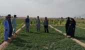 دوره آموزشی «تولید و پرورش گیاهان سبزی و صیفی» در روستای عباس آباد شهرستان خاش