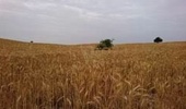 دوره آموزشی دیمکاری در خوزستان برگزار شد