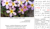 عروس سنگ با دورگه جدید در چهارمحال و بختیاری کشف شد