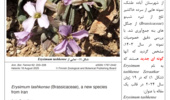گونه جدید گیاهی با نام Erysimum tashkense کشف شد
