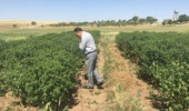 شتاببخشی به تولید بذر و محصولات دانشبنیان در آذربایجان شرقی