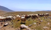 پتانسیل افزایش ۲۵ درصدی درآمد عشایر با بهینه‌سازی پرورش گوسفند مغانی