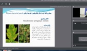 برگزاری وبینار آموزشی با عنوان مدیریت تلفیقی بیماری های خیار و گوجه فرنگی گلخانه ای