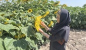 اجرای طرح تحقیقاتی پایش آفت دانهخوار آفتابگردان در آذربایجانغربی