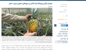 سواحل مَکُران؛ رویشگاه تازه آناناس و میوههای استوایی ایران