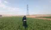 پایش آفات و بیماری‌های مزارع ذرت و لوبیا در ایستگاه تحقیقات کشاورزی اراک