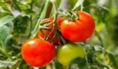 اصلاح گوجه‌فرنگی در دوراهی عملکرد و طعم