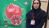 بررسی تاثیر سایبان بر کیفیت و کمیت میوه انار رقم ملس ساوه توسط عضو هیات علمی پژوهشکده مرکبات و میوههای نیمهگرمسیری