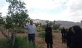 آموزش مدیریت پایدار آفات، بیماریها و علفهای هرز درختان گردو