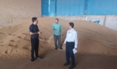 پایش میدانی شرکتهای تولید و فرآوری بذر گندم دهلران برای تأمین بذر استاندارد سال زراعی آینده