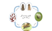 زیست‌شناسی کرم برگ‌خوار پاییزه