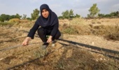 ارزیابی اکوتیپ‌های دو گونه مرتعی Helianthemum در تولید علوفه و بذر