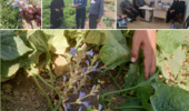 بازدید کارشناسان مرکز تحقیقات از مزارع آلوده به گل جالیز در منگور شرقی مهاباد
