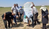 مدیریت مزرعه الگویی ذرت علوفهای در مرحله داشت