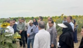برگزاری کارگاه آموزشی تخصصی زراعت آفتابگردان در ایستگاه تحقیقاتی عراقیمحله