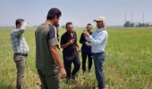 مهار هوشمندانه علفهای هرز در شالیزارهای خشکهکاری؛ نسخه علمی محققان خوزستانی برای کشاورزان