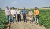 بازدید کارشناسی از مزارع هستههای اولیه بذر سویا در استان گلستان