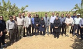 تمرکز بر ارقام دیرگل‌ده و پربازده در ایستگاه سوادجان