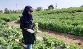 بازدید از پروژه امکان‌سنجی فنی کاربرد خاک‌پوش پلاستیکی و آبیاری قطره‌ای زیرسطحی بر عملکرد و بهره‌وری آب لوبیا چیتی