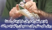 هشدار موسسه رازی درباره مارگزیدگی و عقرب‌زدگی؛ بر درمان های غیرعلمی تکیه نکنید