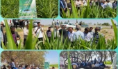 مزرعه الگویی ذرت علوفه‌ای در بردسیر افتتاح شد؛ گامی برای توسعه کشت سازگار با اقلیم