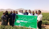 برگزاری کارگاه آموزشی – ترویجی مدیریت آفات گوجهفرنگی در تنگارم شهرستان دشتستان