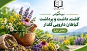 از کاشت تا برداشت؛ آموزش تخصصی گیاهان دارویی در مرکز آموزش عالی امام خمینی(ره)