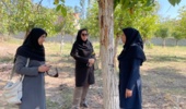 پایش وضعیت آفت کرم خراط در باغات گردو شهرستان رابر