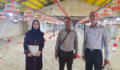 بازدید از واحدهای پرورش مرغ گوشتی شهرستان شازند برای جمعآوری دادههای انرژی