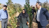 پایش سلامت نهالستان «شوراب» خرم‌آباد؛ شناسایی و مدیریت آفات صنوبر با رویکرد کنترل بیولوژیک و علمی