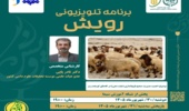 اهمیت مدیریت صحیح قوچ‌اندازی در گله‌های گوسفند در برنامه تلویزیونی رویش
