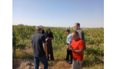 پیگیری عارضه ریزش گل در باغ انگور شاهانی مکی روستای صالحآباد شاهرود با مشارکت استادان و محققان