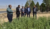 بازدید رئیس سازمان جهاد کشاورزی استان مرکزی از مزرعه کنجد ایستگاه تحقیقات کشاورزی اراک