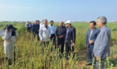 تحول در تولید کنجد ایران؛ از اصلاحنژاد برای برداشت مکانیزه تا بازنگری در سیاستهای قیمتی