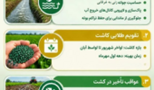 دستورالعمل فنی کشت چغندرقند پاییزه در استان خوزستان
