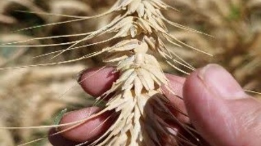بررسی مشکلات کشاورزان بردسیر و ارائه راهکار؛ بازدید از مزارع گندم، ذرت و سیب‌زمینی
