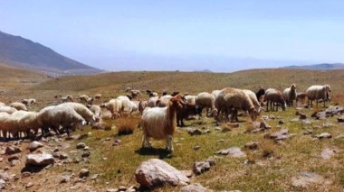 پتانسیل افزایش ۲۵ درصدی درآمد عشایر با بهینه‌سازی پرورش گوسفند مغانی