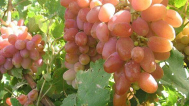 وجود ۸۰ نوع انگور در خراسان شمالی