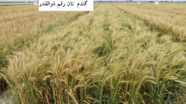 معرفی رقم جدید گندم نان آبی «ذوالقدر»