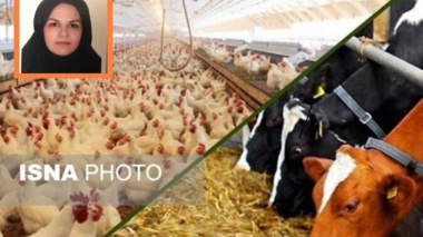 مصاحبه عضو هیات علمی موسسه با خبرگزاری ایسنا/ راهکار افزایش تاب‌آوری تولید دام و طیور در برابر تغییرات اقلیمی