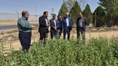 بازدید رئیس سازمان جهاد کشاورزی استان مرکزی از مزرعه کنجد ایستگاه تحقیقات کشاورزی اراک