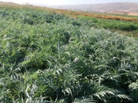 تأمین خوراک دام با استفاده از سیلاژ کنگر فرنگی