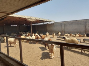 برگزاری کارگاه آموزشی دام سبکوسنگین برای دامداران دشت آزادگان