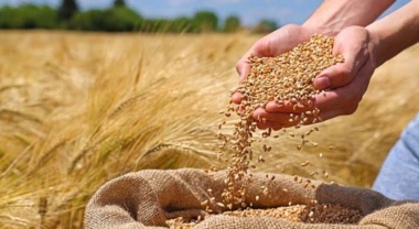 بذور اصلاح شده، تضمین‌کننده امنیت غذایی و تاب‌آوری کشاورزی