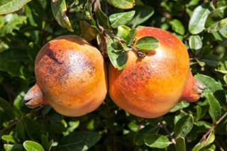 سایبان سفید، کارآمدترین راهکار مدیریت آفتاب‌سوختگی در باغات انار