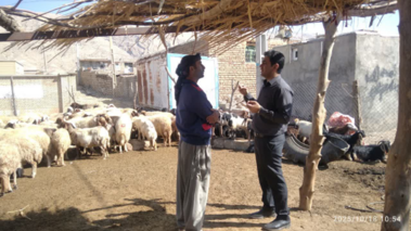 بازدید علمی در روستای چم‌روته بررسی چالش باروری در گله‌های داشتی عرب رودبار